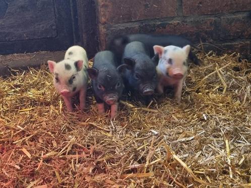 Mini hangbuik biggen/varkentjes, Dieren en Toebehoren, Schapen, Geiten en Varkens, Varken, Meerdere dieren, 0 tot 2 jaar