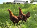 Jonge tamme New Hampshire kippen hennen gesekst, Dieren en Toebehoren, Vrouwelijk, Kip