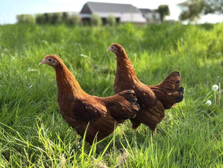Jonge tamme New Hampshire kippen hennen gesekst, Dieren en Toebehoren, Pluimvee, Kip, Vrouwelijk