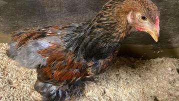 Brahma meerzomig Patrijshaan beschikbaar voor biedingen