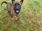 Mechelse Herder Pups, Dieren en Toebehoren, Honden | Herdershonden en Veedrijvers, België, Fokker | Hobbymatig, CDV (hondenziekte)