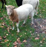 Laat geboren ( midden augustus) bokje. Dit is een ruischaap, Dieren en Toebehoren, Schapen, Geiten en Varkens, Mannelijk, Schaap