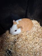 Buff bont cavia beertje, Animaux & Accessoires, Rongeurs, Novembre, Mâle, Cobaye