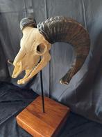 Echte Ramschedel op display, Enlèvement ou Envoi, Neuf, Autres, Crâne