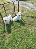 Maltezer pups, Dieren en Toebehoren, België, Maltezer, CDV (hondenziekte), 8 tot 15 weken
