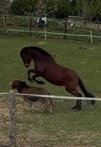 Cheval- jument ibérique / cruzado, Dieren en Toebehoren, Merrie