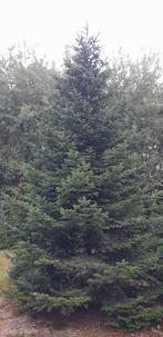 Grote Nordmann kerstbomen + 5 meter, Tuin en Terras, Planten | Bomen, Ophalen of Verzenden, Zuilboom, 400 cm of meer