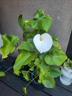 3 mooie arendskelken er komen witte bloemen in, Ophalen of Verzenden
