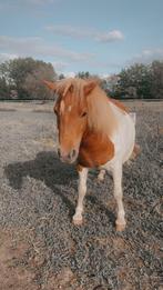 Lieve shetlander ruin, Dieren en Toebehoren, Pony's, Gechipt, Ruin, A pony (tot 1.17m), 3 tot 6 jaar