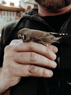 Zebravinken, Dieren en Toebehoren, Vogels | Overige Vogels