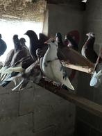 20 duiven te koop, Dieren en Toebehoren, Vogels | Duiven