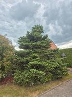 Zilverspar kerstboom, Tuin en Terras, Planten | Bomen, Ophalen