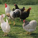 Leghorn of cream legbar hanen gezocht, Dieren en Toebehoren, Pluimvee