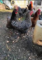 2 poules pondeuses et un coq 1 an., Poule ou poulet, Plusieurs animaux