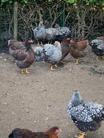 Poulet Wyandotte à vendre, Animaux & Accessoires, Oiseaux | Oiseaux Autre, Femelle