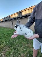 Dwergkonijn, Dieren en Toebehoren, Konijnen