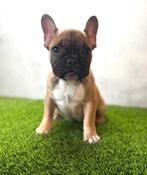 Prachtige Franse Bulldog Pup, Chien (mâle), Belgique, 8 à 15 semaines, Bouledogue