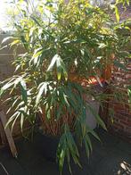 Japonica bamboo, Tuin en Terras, Planten | Struiken en Hagen, Ophalen
