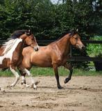 ‼️Prachtige bonte 2 jarige Zangersheide merrie ‼️, Dieren en Toebehoren, Paarden, Merrie, Springpaard, Gechipt, Niet van toepassing