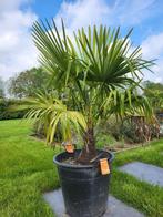 palmboom winterhard - trachycarpus fortunei - eigen kweek, Tuin en Terras, Planten | Bomen, In pot, Ophalen, Palmboom, 100 tot 250 cm
