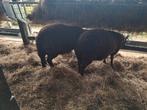 Te koop 2 black welsh Mountain bokken, Dieren en Toebehoren, Schapen, Geiten en Varkens, Mannelijk, Schaap, 0 tot 2 jaar