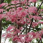 TOONA SINENSIS 'FLAMINGO', Tuin en Terras, Planten | Bomen, Volle zon, Ophalen of Verzenden, 250 tot 400 cm, Zomer