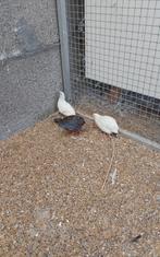 Chinese dwergkwartels, Dieren en Toebehoren