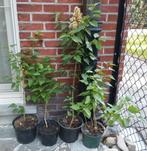 witte seringen in pot (18 stuks), Tuin en Terras, Volle zon, Vaste plant, Lente, Ophalen
