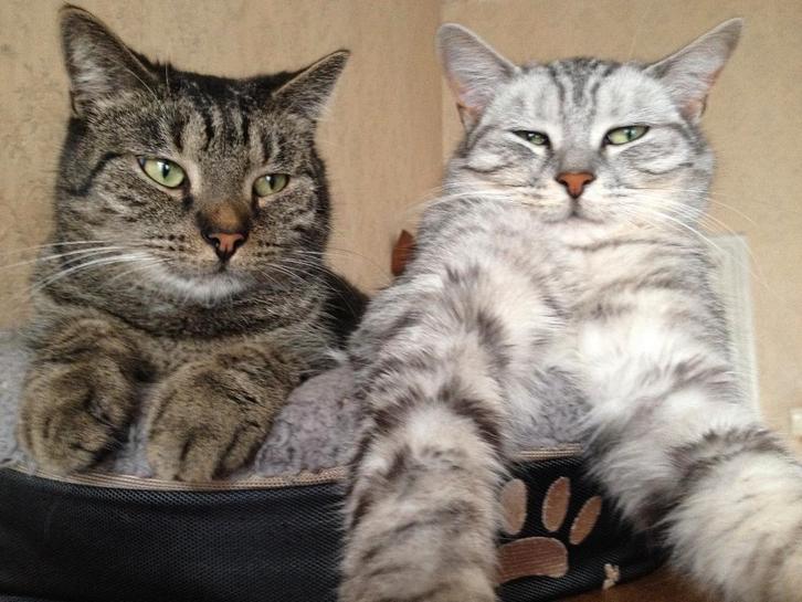 service, Animaux & Accessoires, Accessoires pour chats, Enlèvement