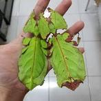 Phyllium giganteum nymph PSG 72 grootste wandelende blad, Dieren en Toebehoren