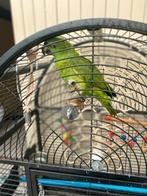 Nice Parrot for sale, Dieren en Toebehoren, Papegaai