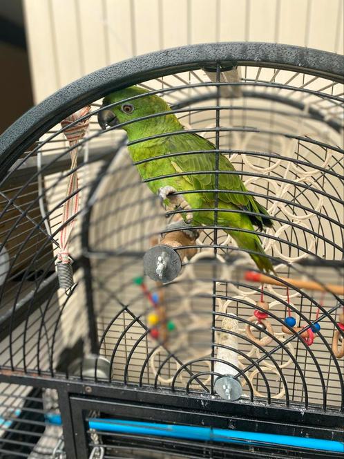 Nice Parrot for sale, Dieren en Toebehoren, Vogels | Parkieten en Papegaaien, Papegaai