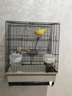 Kanaris, Dieren en Toebehoren, Vogels | Kanaries