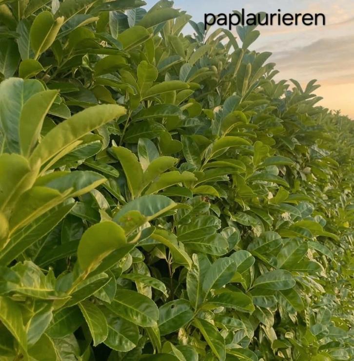 Paplaurieren!, Tuin en Terras, Planten | Struiken en Hagen, Taxus, Ophalen