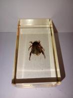 insect in epoxy hars 03, Verzamelen, Dierenverzamelingen, Ophalen of Verzenden, Zo goed als nieuw, Insect, Opgezet dier