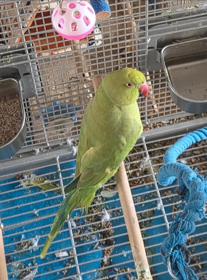 Halsbandparkiet, Dieren en Toebehoren, Vogels | Parkieten en Papegaaien, Parkiet, Geslacht onbekend