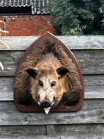 Taxdermie groot everzwijn kop zeer mooi, Enlèvement