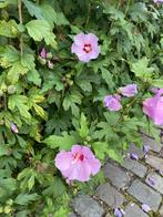 Paarse hibiscus, Ophalen
