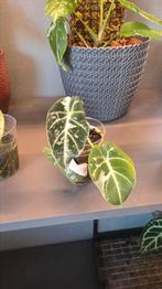 Alocasia black velvet pink, Ophalen of Verzenden