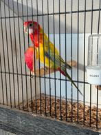 Golden rosella, Dieren en Toebehoren, Vogels | Parkieten en Papegaaien, Mannelijk, Parkiet, Geringd