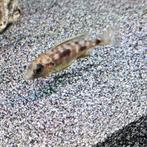 Otopharynx lithobathis black orange malawi cichliden hobbykw, Dieren en Toebehoren, Vissen | Aquariumvissen, Vis, Zoetwatervis