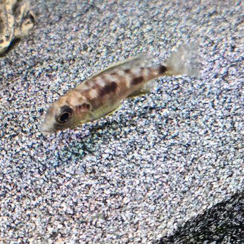 Otopharynx lithobathis black orange malawi cichliden hobbykw, Dieren en Toebehoren, Vissen | Aquariumvissen, Zoetwatervis, Vis