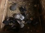 10 vlaamse reuzen, Dieren en Toebehoren, Meerdere dieren, Groot, 0 tot 2 jaar