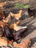 Bonte kippen, Dieren en Toebehoren, Pluimvee