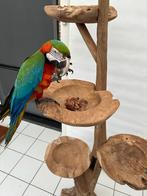 Display voerschalen papegaaien