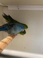 Catharina, Dieren en Toebehoren