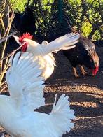 Poule de bresse, Animaux & Accessoires, Volatiles