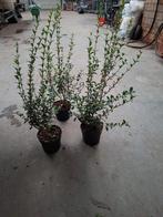 Osmanthus Burkwoodii aan stuntprijzen!, Ophalen, Taxus