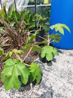 tetrapanax steroidel giant, Tuin en Terras, Ophalen