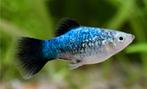 Nieuw: Staalblauwe Platy (Metallic), Poisson, Poisson d'eau douce, Banc de poissons